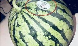 网红吃瓜头像图片,揭秘网络红人的趣味生活瞬间